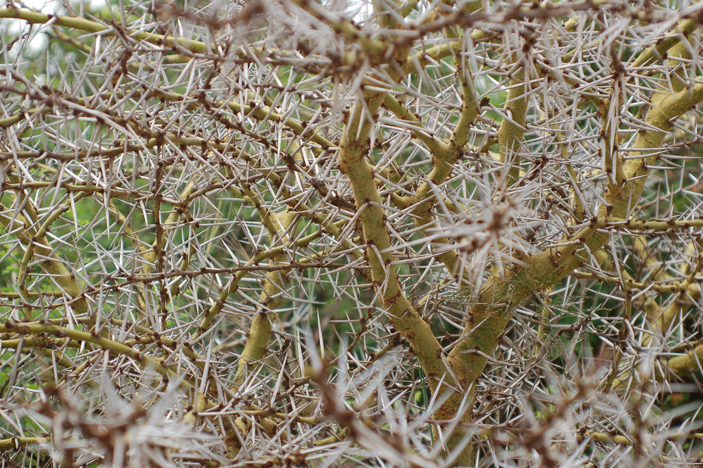 Терновый куст. Thorny Bush. Thorny Brambles. Prickly Bush. Thorny Bush стиль.